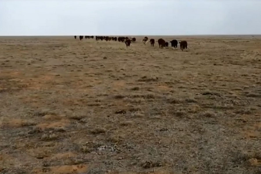 O‘ta qashshoq yaylovlar